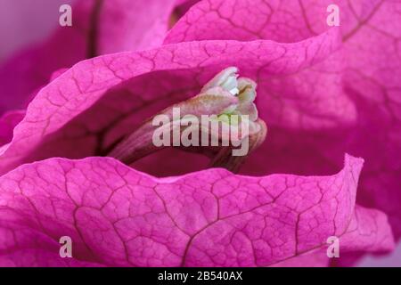 Macro image d'une fleur blanche cireuse de Bougainvillea, entourée de grands bractes roses et véinées (feuilles modifiées qui attirent les pollinisateurs). Banque D'Images