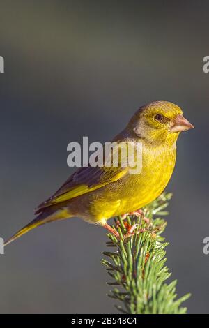 Grünfink (Carduelis Chloris) Greenfinch • Ostalbkreis, Bade-Wurtemberg, Allemagne Banque D'Images