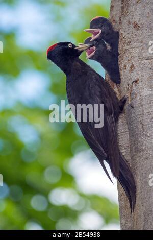 Schwarzspecht, Weibchen mit Jungvögeln (Dryopus martius) Black Woodpecker, femelle avec youngs • Baden-Württemberg, Deutschland Banque D'Images