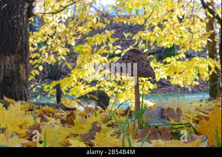 Parapluie de champignons champignons, champignons comestibles, écailles sur le chapeau, un beau champignon dans le feuillage d'automne Banque D'Images