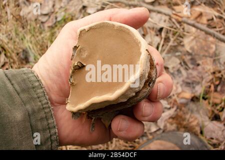 Le dessous d'un champignon Tinder Conk, Fomes fomentarius, montrant les pores. On a trouvé que le champignon pousse sur un bouleau rouge, le long des Cris de Callahan Banque D'Images