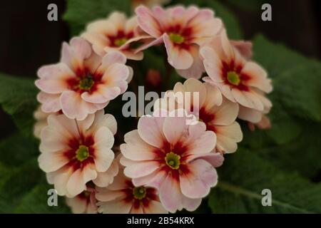 Pink Primroses , Droitwich Spa, Angleterre, Royaume-Uni, 07/03/2020, Primroses, Usine De Printemps, Primula Vulgaris. Primula vulgaris, la primrose commune Banque D'Images