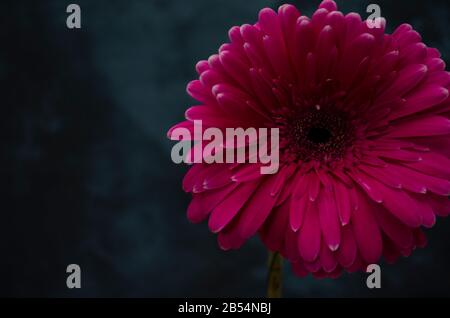Gerber Marguerite sur fond sombre. Fermeture de fleurs roses. Fleur fraîche et vive. Banque D'Images
