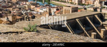 Plante verte qui pousse sur un bâtiment, Tortosa, Catalogne, Tarragona, Espagne. Avec mise au point sélective Banque D'Images