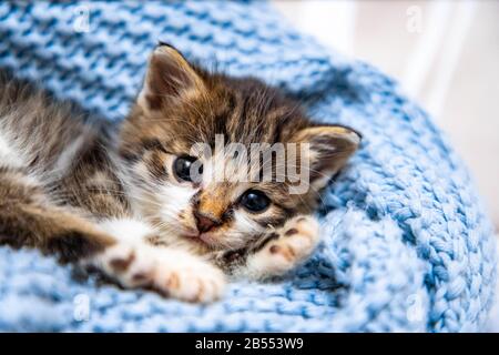 Joli chaton posé sur une couverture bleue, avec yeux bleus larges ouverts regardant l'appareil photo. Gros plan Banque D'Images