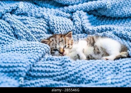 Joli chaton posé sur une couverture bleue, avec yeux bleus larges ouverts regardant l'appareil photo. Gros plan Banque D'Images