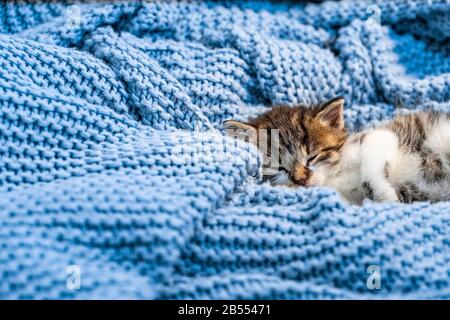 Joli chaton posé sur une couverture bleue, avec yeux bleus larges ouverts regardant l'appareil photo. Gros plan Banque D'Images