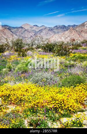 Fleurs sauvages dont des tasses et lupins jaunes au Joshua Tree National Park, Californie. Banque D'Images