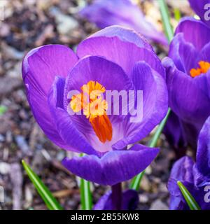 Gros plan d'une fleur violette de crocus avec des étamines et des anthères jaunes brillants Banque D'Images