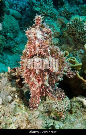 Riesen Anglerfisch (Antennarius commersinii) | Comersons frogfish Banque D'Images