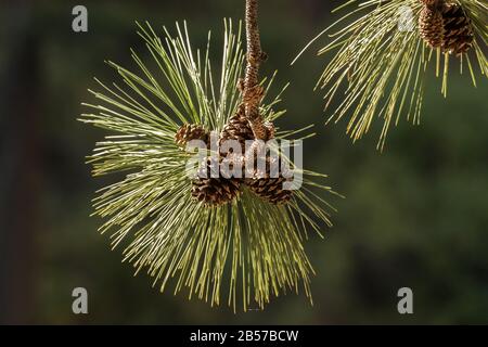 Ponderosa Pine Branch Banque D'Images