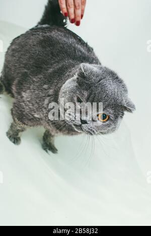 Le chat gris écossais de pliage prend un bain avec son propriétaire. Elle prend soin de lui et lave soigneusement sa fourrure Banque D'Images