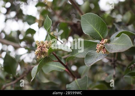 Rhus ovata - bague en sucre. Banque D'Images