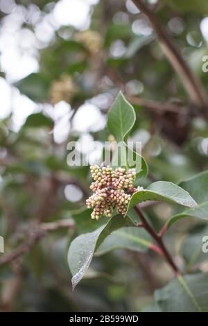 Rhus ovata - bague en sucre. Banque D'Images