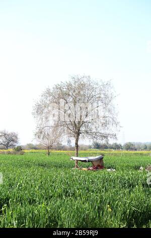 Champ de blé. Épis de blé doré gros plan. Beau Paysage rural sous la Lumière du Soleil et le ciel bleu. Contexte des oreilles de mûrissement du blé de prairie Banque D'Images