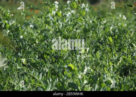 Pois verts Banque D'Images