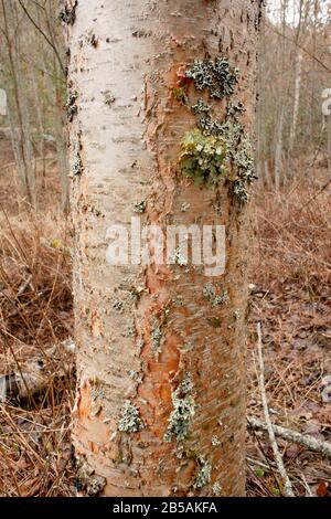 Le tronc d'un jeune arbre de Birch rouge (Betula occidentalis) avec des lichens feuilles sur l'écorce, le long du ruisseau Callahan, à Troy, Montana. Royaume: Plantae Cl Banque D'Images