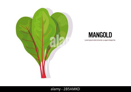 réaliste mangold savoureux herbe fraîche feuilles vert sain concept alimentaire horizontal copie espace illustration vectorielle Illustration de Vecteur