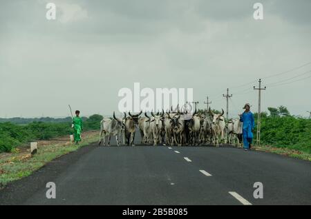 Deux éleveurs aux côtés d'un énorme troupeau de bovins bloquant partiellement la route nationale 341, Bhuj, Kutch, Gujarat, Inde Banque D'Images