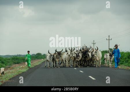 Deux éleveurs aux côtés d'un énorme troupeau de bovins bloquant partiellement la route nationale 341, Bhuj, Kutch, Gujarat, Inde Banque D'Images
