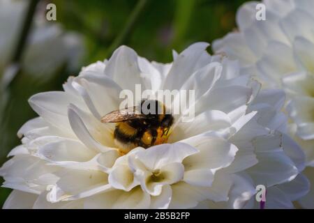 bourdon sur la fleur collectant du pollen Banque D'Images