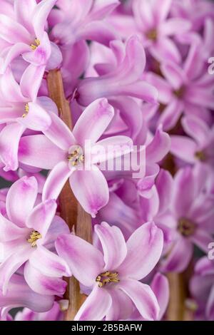 Fleurs roses de géocinthe sur fond gris. Boutons lumineux pour la décoration et les cartes postales. Banque D'Images