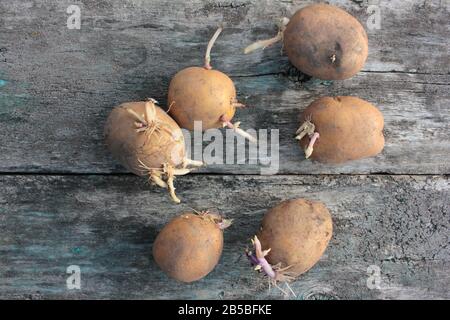 Pommes de terre dépotées pour la plantation sur un fond rustique en bois. Vue de dessus. Espace de copie Banque D'Images