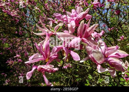Arbustes fleuris, Magnolia Susan arbres printaniers en fleurs Banque D'Images
