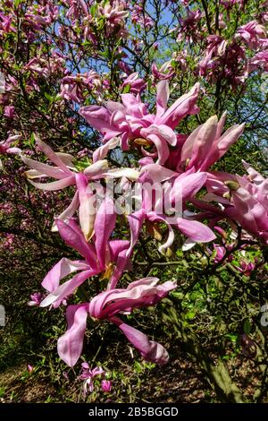 Arbustes fleuris, arbre Magnolia Susan printemps avril arbre en fleur Banque D'Images