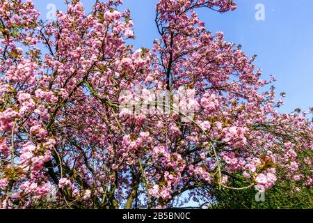 Cerisier décoratif rose Prunus serrulata 'Kanzan' contre le ciel bleu en journée ensoleillée, arbre de printemps en fleur Banque D'Images