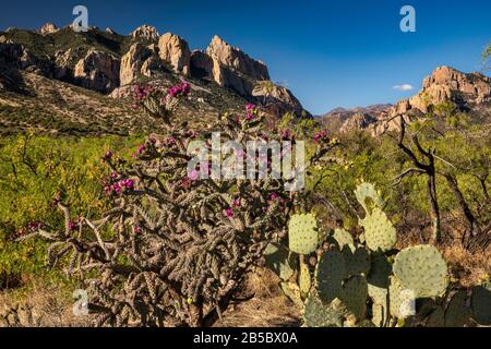 Buckhorn cholla, pirickly cactus, Cathedral Rock sur la gauche, Cave Creek Canyon en distance, Chiricahua montagnes, vue près de Portal, Arizona, États-Unis Banque D'Images