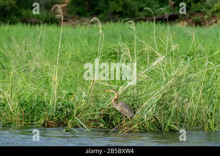 La chasse aux herbes violettes dans les hautes herbes et roseaux au bord de la rivière Okavango. Banque D'Images