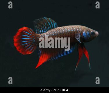 Cressent Betta, Betta imbellis, Betta Paon Banque D'Images