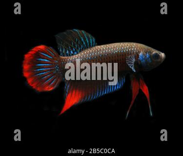 Cressent Betta, Betta imbellis, Betta Paon Banque D'Images