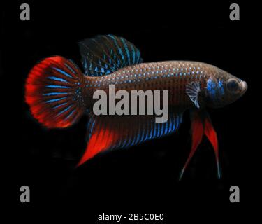 Cressent Betta, Betta imbellis, Betta Paon Banque D'Images