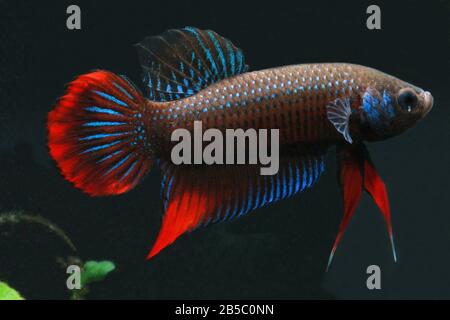 Cressent Betta, Betta imbellis, Betta Paon Banque D'Images