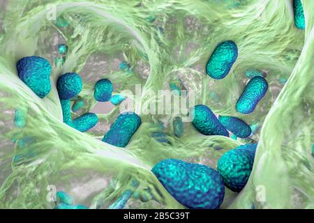 Bactérie Acinetobacter baumannii, illustration Banque D'Images