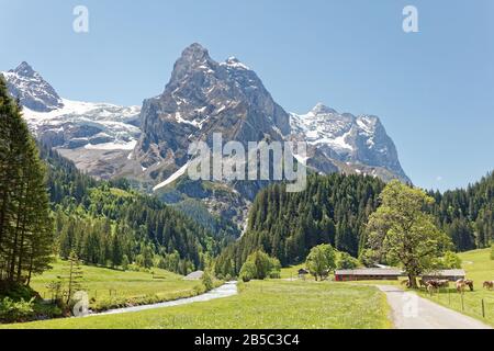 Bétail de pâturage dans la vallée de Reichenbachtal avec vue sur le massif du Wellhorn et le glacier Rosenlaui, Oberhasli, Suisse Banque D'Images