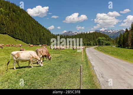 Bétail de pâturage dans la vallée de Reichenbachtal avec vue sur le massif du Wellhorn et le glacier Rosenlaui, Oberhasli, Suisse Banque D'Images