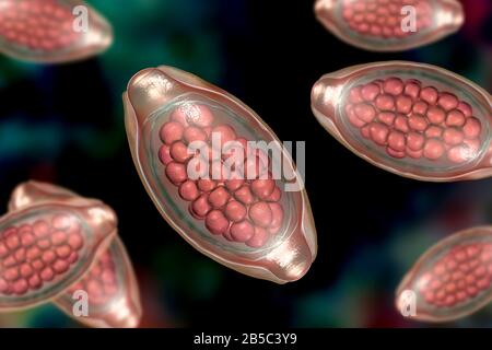 Oeufs d'un ver parasitaire Trichuris trichiura, illustration Banque D'Images