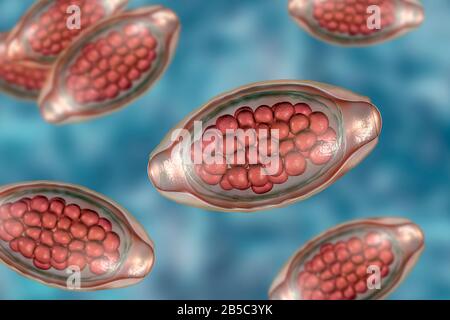 Oeufs d'un ver parasitaire Trichuris trichiura, illustration Banque D'Images