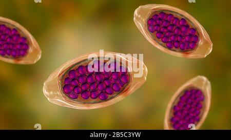 Oeufs d'un ver parasitaire Trichuris trichiura, illustration Banque D'Images