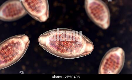 Oeufs d'un ver parasitaire Trichuris trichiura, illustration Banque D'Images