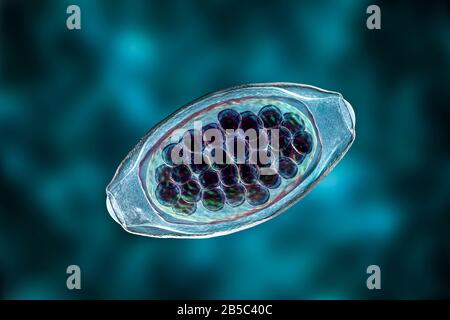 Oeufs d'un ver parasitaire Trichuris trichiura, illustration Banque D'Images