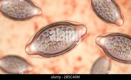 Oeufs d'un ver parasitaire Trichuris trichiura, illustration Banque D'Images