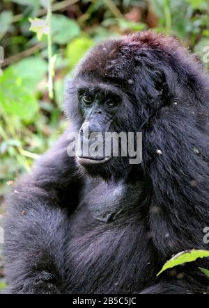 Old Mountain Gorilla Au Parc National Impénétrable De Bwindi U. Banque D'Images