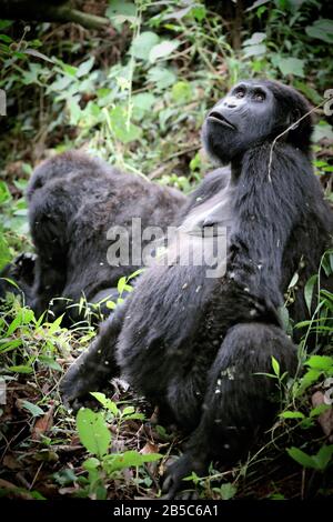 Old Mountain Gorilla Au Parc National Impénétrable De Bwindi U. Banque D'Images