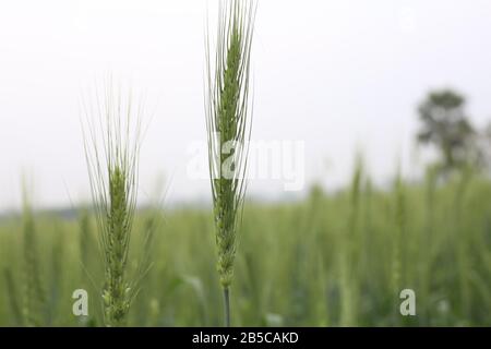 La Croissance Du Blé Jeune Dans Le Champ Agricole Vert Banque D'Images