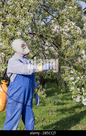 Soin des arbres fruitiers, jardinage. Le jardinier saupoudrer les arbres. L'homme dans le masque. Banque D'Images