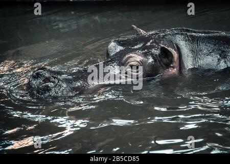 Big Mammal - Hippopotamus commun nager sur une rivière Banque D'Images